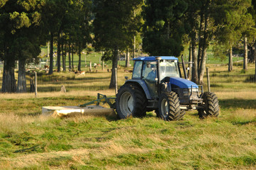 Obraz premium mowing pasture