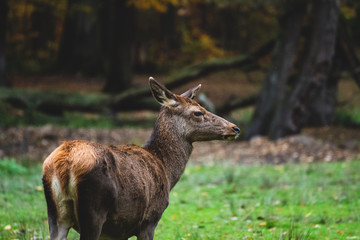 Rotwild auf einer Lichtung im Wald