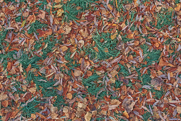 Autumn leaves on green grass field, view from above
