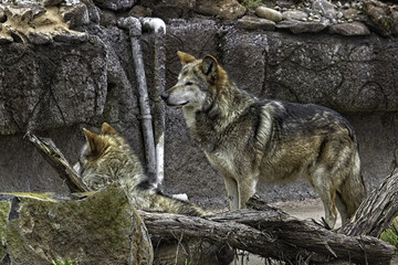 Mexican Gray Wolf. Two. Standing and looking to the left.