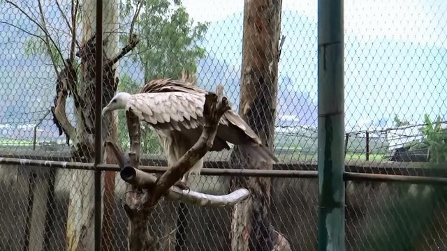 Medium, perched vulture defecating in a zoo, India
