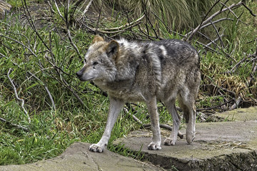 Mexican Gray Wolf. Standing. Walking to the left;
