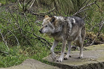 Naklejka na ściany i meble Mexican Gray Wolf. Standing. Walking to the left;