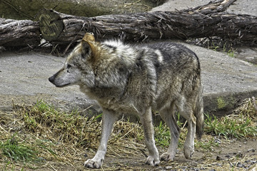 Mexican Gray Wolf. Standing. Walking to the left;