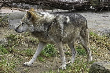 Mexican Gray Wolf. Standing. Walking to the left;