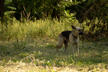 Fototapeta premium Dog walk through the forest road