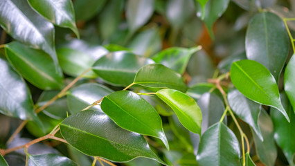 Green, smooth, bright leaves of the Weeping fig's (Ficus benjamina). A beautiful indoor plant grown at home. Home decoration concept. Background with green leaves of a ficus.