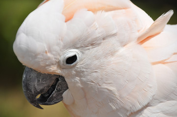Cockatoo