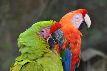 Parrots