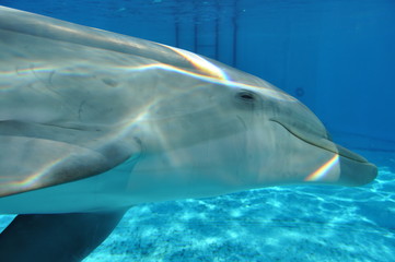 Fototapeta premium Dolphin