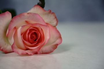 dolce vita rose on white with gray background