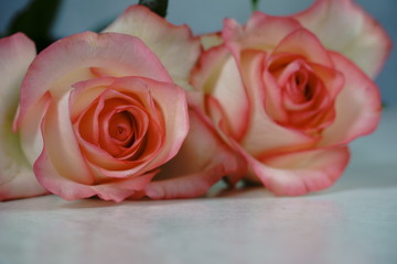 dolce vita rose on white with gray background