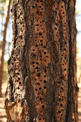 Tree back with woodpecker holes