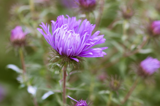Closeup view of purple flower on green background, shallow depth of field