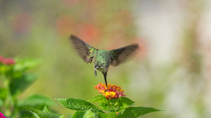 Fototapeta na wymiar Hummingbird Feeding on Lantana