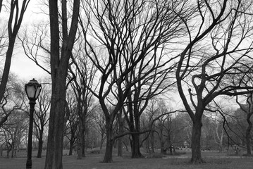 Park Tree silhouettes.jpg