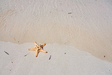 Starfish on a sandy beach. Copy space.
