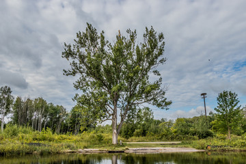 tree on the shore at Port McNicoll, Ontario