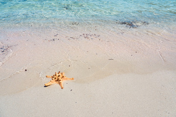 Starfish on a sandy beach. Copy space.