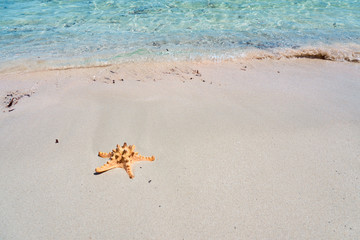 Starfish on a sandy beach. Copy space.