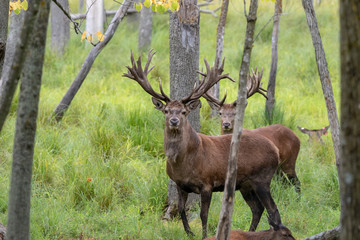 European red deer (Cervus elaphus) during rut.This species is fourth  the largest deer species