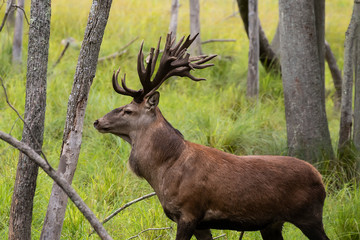 European red deer (Cervus elaphus) during rut.This species is fourth  the largest deer species