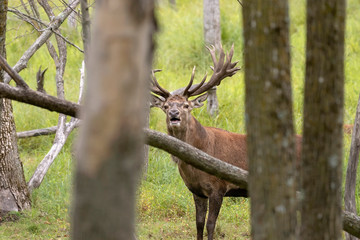 European red deer (Cervus elaphus) during rut.This species is fourth  the largest deer species