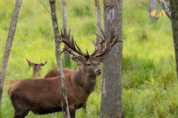Naklejka na ściany i meble European red deer (Cervus elaphus) during rut.This species is fourth the largest deer species