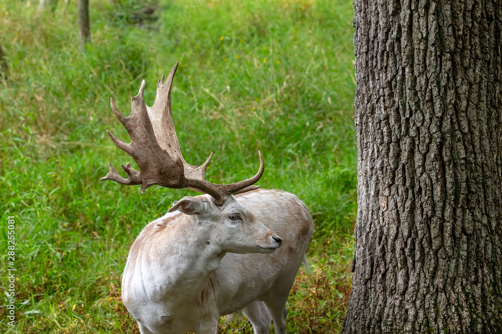 Canvas Prints The fallow deer (Dama dama) .This deer is native species to Europe.Fallow deer  has a great variability of color from very dark to white