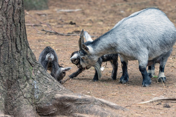 The pygmy goat with their kids in wildlife park. African  pygmy goat is domestic miniature breed