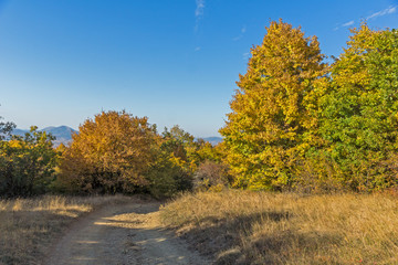 Fototapeta premium Autumn view of Cherna Gora (Monte Negro) mountain, Pernik Region, Bulgaria