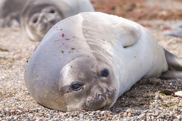 Elephant seal on beach close up, Patagonia, Argentina