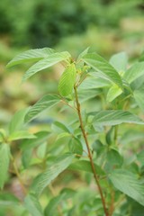 Jew's mallow is a very nutritious green-yellow vegetable, also known as the 