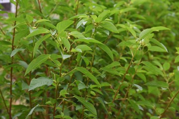 Jew's mallow is a very nutritious green-yellow vegetable, also known as the 