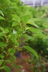 Jew's mallow is a very nutritious green-yellow vegetable, also known as the 