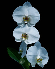 Beautiful White Orchid isolated on black background