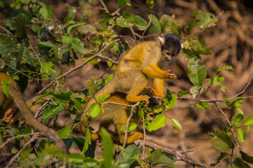 The mono amarillo chichi monkey