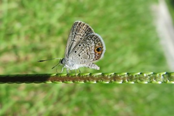 Beautiful polyommatus butterfly on green plant in Florida nature