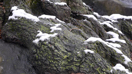 Fototapeta na wymiar Tree roots covered with snow detail
