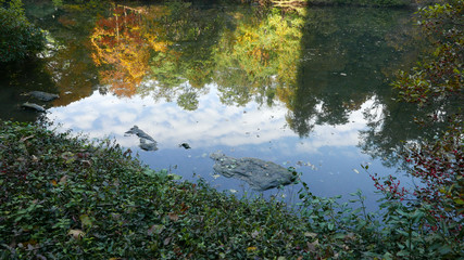 Obraz na płótnie Canvas Trees reflection in pond