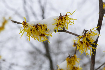 Yellow witch hazel blossom covered with snow