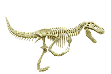 tyrannosaur skeleton running side view