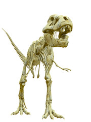tyrannosaur skeleton standing up © DM7