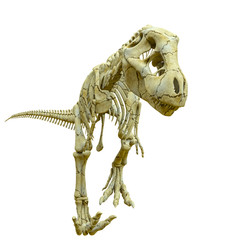 tyrannosaur skeleton walking slowly