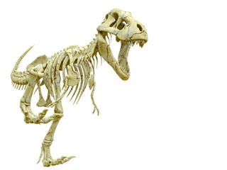 Fototapeta premium tyrannosaur skeleton with a copy space