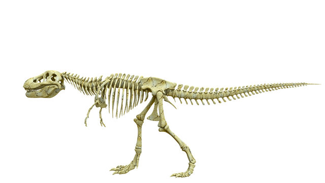 tyrannosaur skeleton pose three
