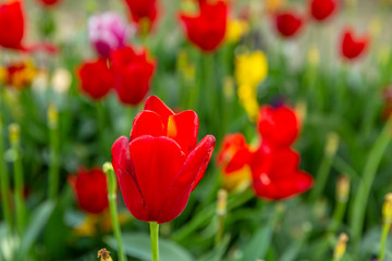 Red tulips in the garden. Close-up.