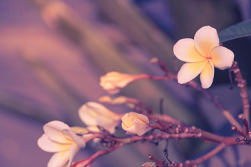 Close up Plumeria bright spring flowers for spa and therapy,pastel concept.