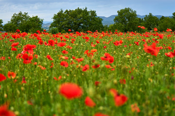 Plakat Poppy Field On A Spring Day With Trees