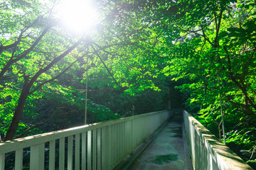 森の中の橋 - 288256659
